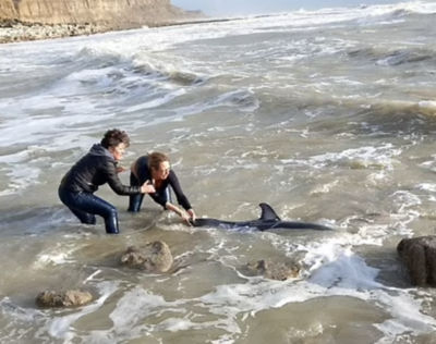 Sarah Gale from Asda St Leonards helped rescue a stranded baby dolphin