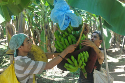 Banana9
