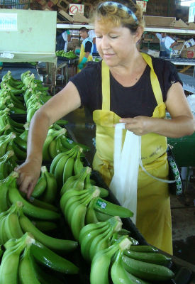 Banana12