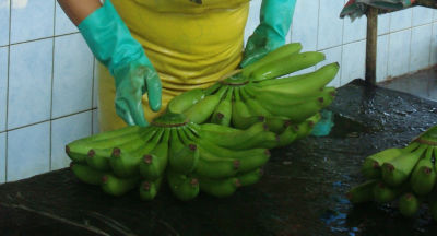 Banana10