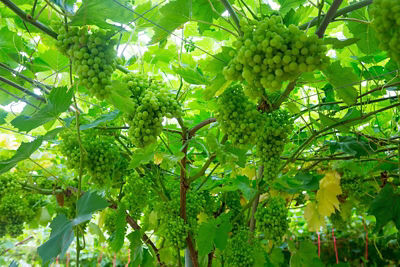 Grapes growing on the vine