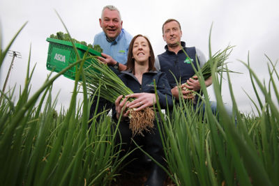 New season onions 
