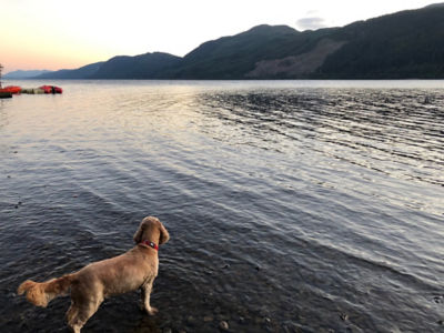 Honey the dog by Loch Ness