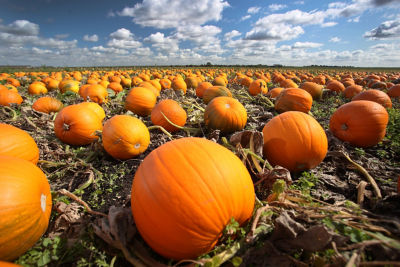 The warm wet summer means Asda has a bumper pumpkin harvest