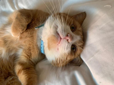 Ozzie the cat was found at Asda Hartlepool after going missing for six months