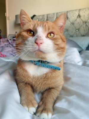 Ozzie the cat was found at Asda Hartlepool after six months