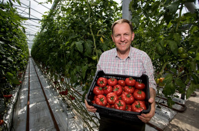 Andy and the Goutini tomatoes