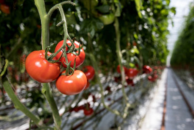 Our new Goutini tomatoes