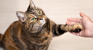 Cat Treats