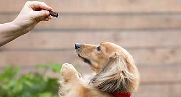 Dog Treats