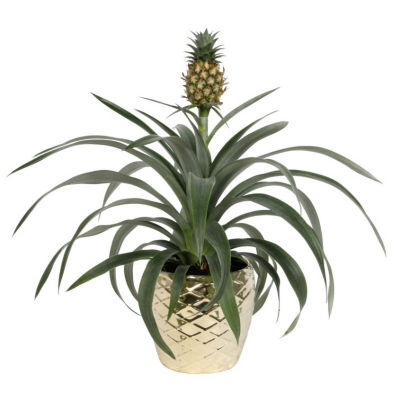 SNORE NO MORE WITH ASDA'S NEW BEDROOM AID  A PINEAPPLE PLANT