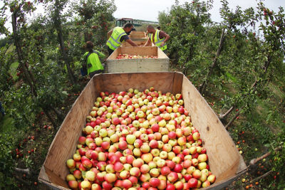 Apples
