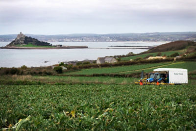 Growing cauliflowers for Asda at the farm in Cornwall