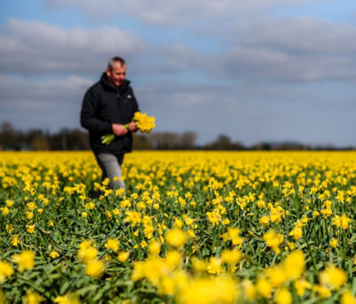 Field of daffodils