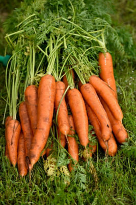 Asda carrot grower Guy Poskitt