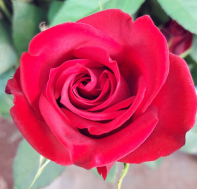 Asda red rose