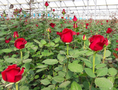Red roses from Asda