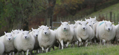 sheep