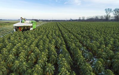 Asda sprouts being farmed in Lincolnshire