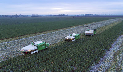 Harvesting Asda's sprouts