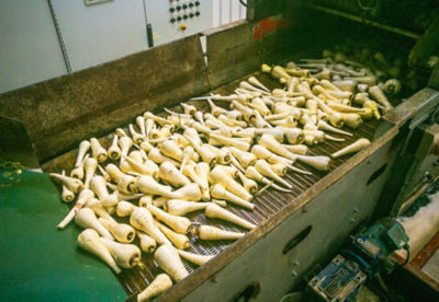 Washing Asda's parsnips