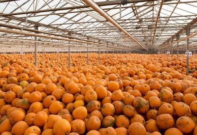 Pumpkins warehouse