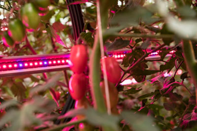 LED lights help Asda's British tomatoes grow in winter