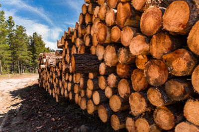 Timber logs