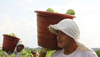 Men are carrying buckets filled with green produce on a farm